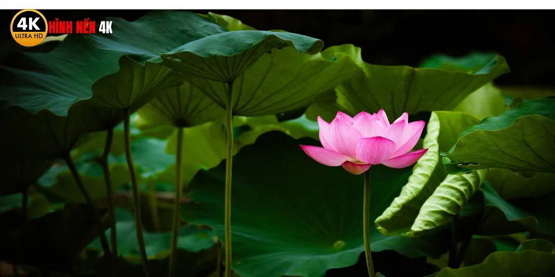 Ý nghĩa của việc sử dụng